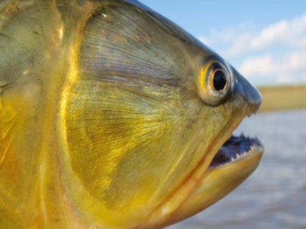 Striking head Striking head