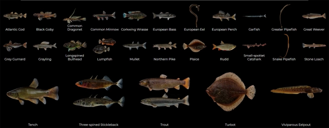 Fish scaled up gallery Fish scaled up gallery