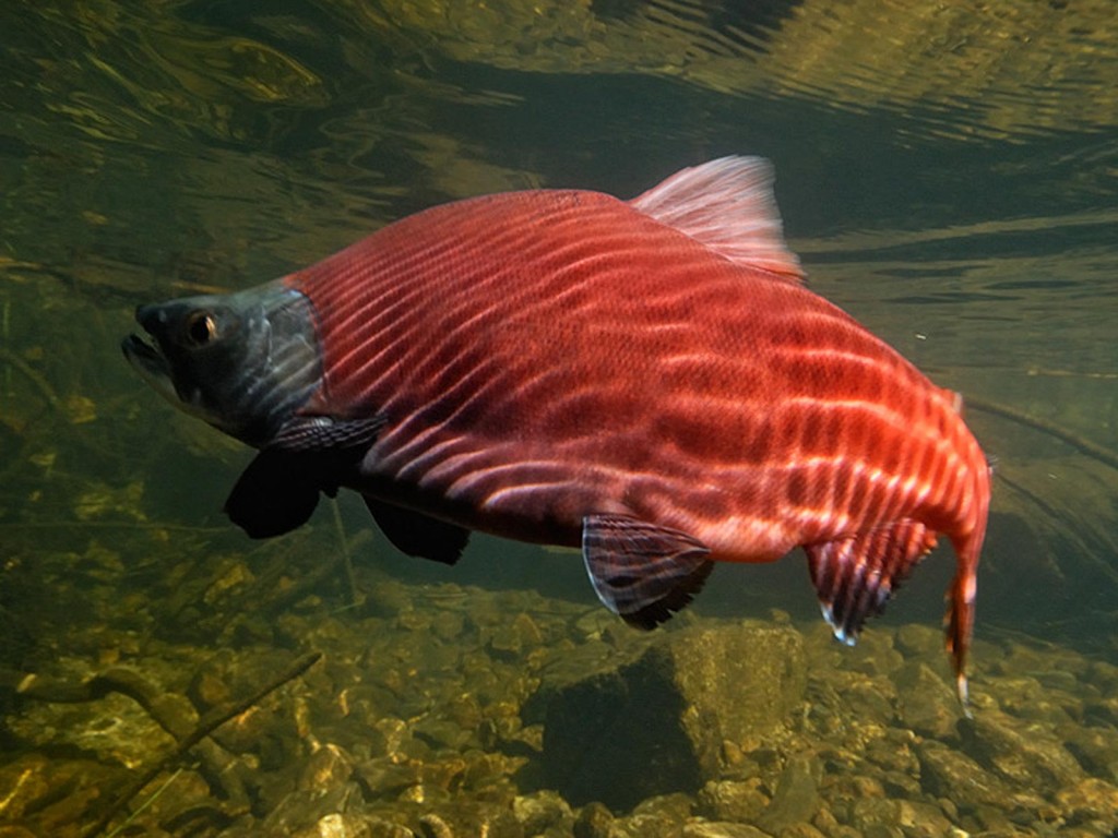 Kokanee Salmon ©Graham Owen Kokanee Salmon ©Graham Owen