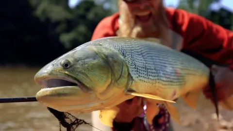 Video thumb for Chasing 24 Carat Gold