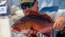 Video thumb for Red Bass in Christmas Island