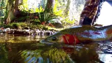 Video thumb for Fly Fishing for Oregon Coast Steel