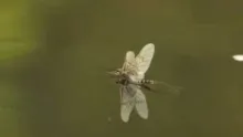 Video thumb for Mayfly - a life story