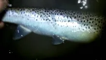 Video thumb for Sea Trout Fishing Ireland
