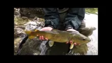 Video thumb for Sight fishing in France