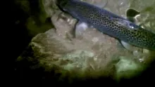 Video thumb for Sea Trout on the Fly at Night