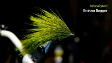 Video thumb for Articulated Brahma Bugger