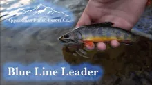 Video thumb for Chasing Brookies
