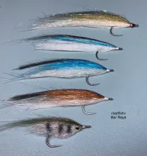 User submitted picture: Minnows for Striped Bass