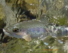 User submitted picture: Little gem