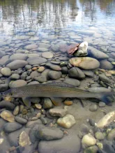 User submitted picture: Early november grayling b...
