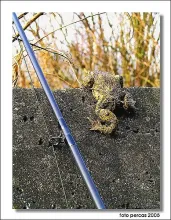 User submitted picture: Frog