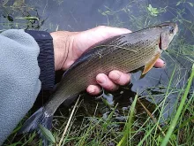 User submitted picture: One, of several, grayling...