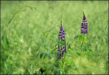 User submitted picture: Into the Wild