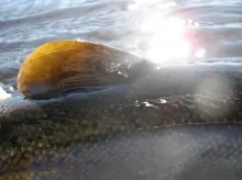 User submitted picture: Dreamfish from EmÃ¥n, Swed...