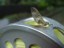 User submitted picture: ATH/Dutch reel with Mayfl...