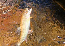 User submitted picture: Trucha de Esteros Cordill...