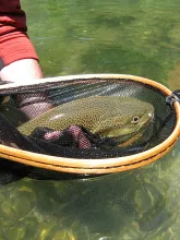 User submitted picture: just before release !