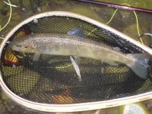 User submitted picture: 14 inch brown trout caugh...