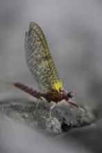 User submitted picture: Kakahi Queen