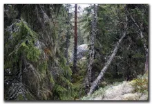 User submitted picture: Norwegian Forest