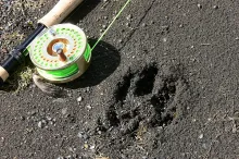 User submitted picture: Puma tracks on a high alt...