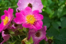 User submitted picture: Multibloom wild roses are...