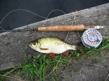 User submitted picture: Scardinius erythrophthalm...