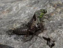 User submitted picture: dragon fly transformation