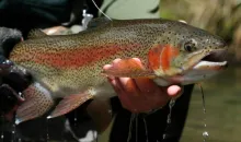 User submitted picture: A very pretty rainbow