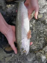 User submitted picture: Releasing a Rainbow caugh...