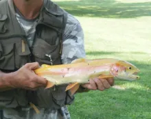 User submitted picture: 28" Palomino or Golden T...