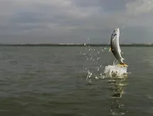 User submitted picture: Seatrout. inspired by M j...