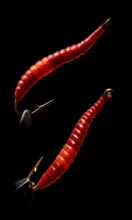 User submitted picture: A Worm