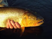 User submitted picture: Argentina Dorado.