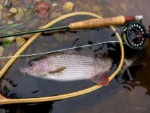User submitted picture: grayling time!