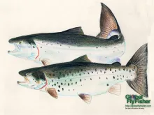 Computer screen wallpaper: A salmon and a sea trout