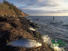 Computer screen wallpaper: Danish sea trout in the sea weed.