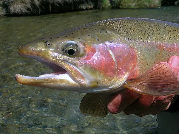 User submitted picture: The business end of a bea...