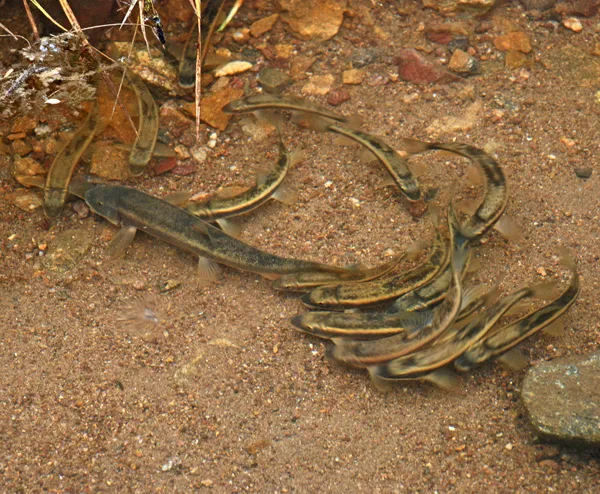 User submitted picture: The queen and her suitors...