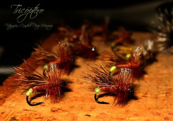 User submitted picture: TricÃ³ptero Female