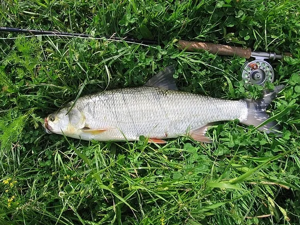 User submitted picture: Asp Portrait