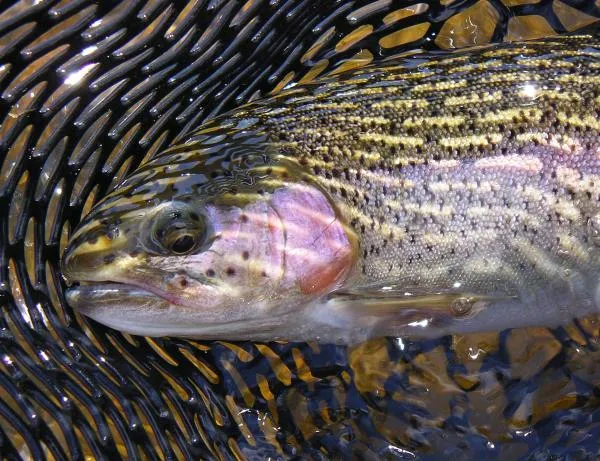 User submitted picture: Sunlight dances across th...