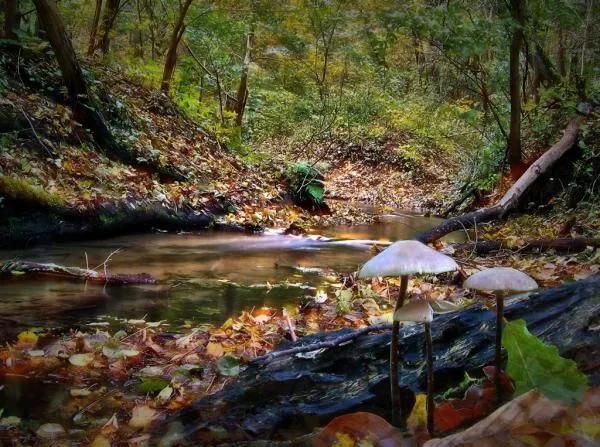 User submitted picture: small stream