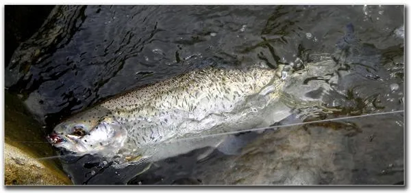 User submitted picture: nice rainbow on the strea...