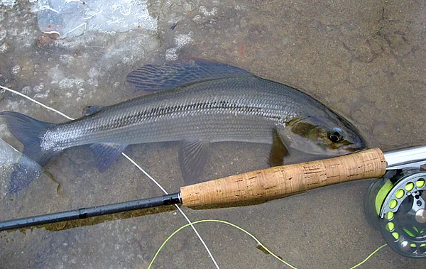 User submitted picture: Winter greyling