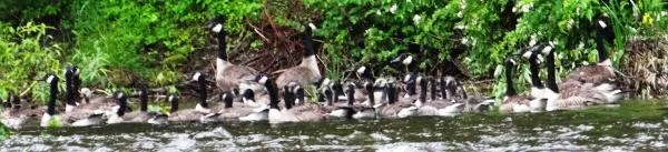 User submitted picture: A flock of Canadian geese...