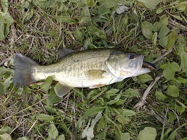 User submitted picture: black bass