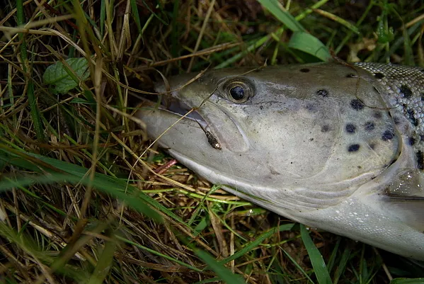 User submitted picture: Copper head PT for seatro...