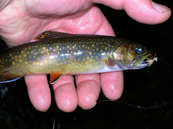 User submitted picture: A small stream wild brook...